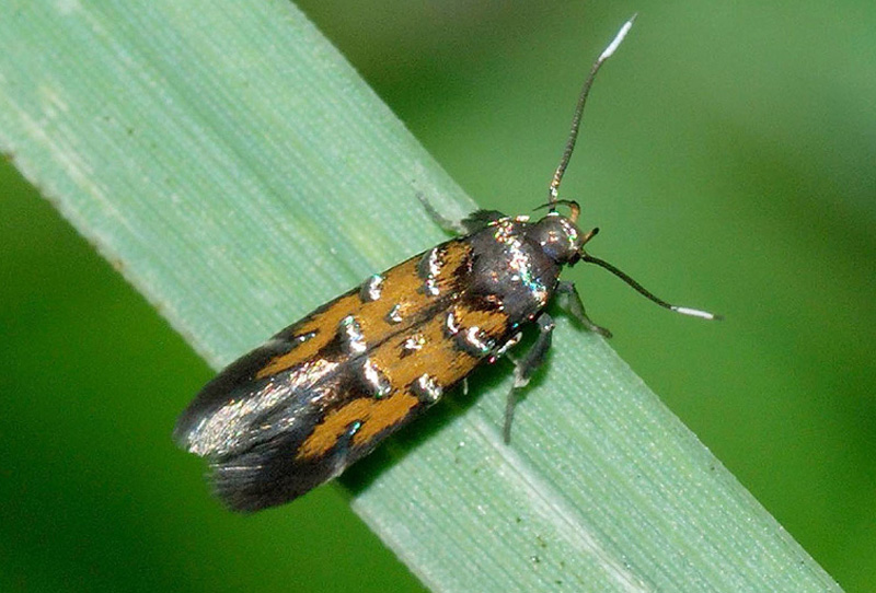 1 Cosmopterigidae - Pancalia leuwehnoekella